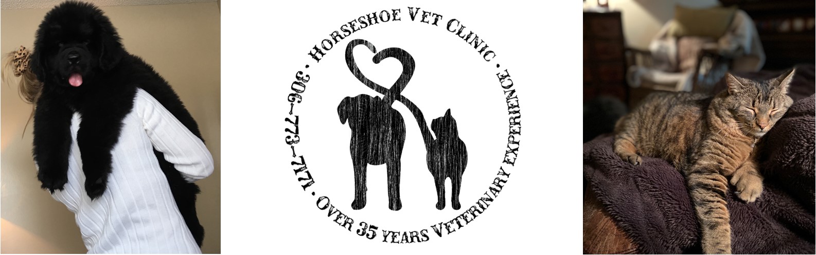 Horseshoe Veterinary Clinic
